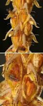 Image result for Bulbophyllum oreonastes