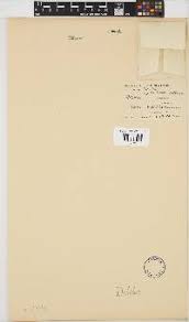 Image result for Ascolepis capensis