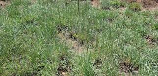 Image result for Anthephora pubescens