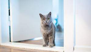 Can Cats Open Doors Cat Beep