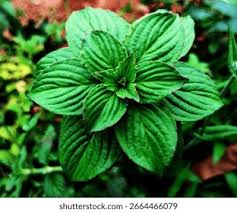 Image result for Spermacoce latituba