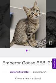 petfinder but its just cats — Adopt Cackling Goose 657-23 on Petfinder