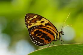 Tropische Schmetterlinge Im Botanischen Garten Munchen Die Ehemaligen Abenteuer Von Bundeskatze Und Bundeskater