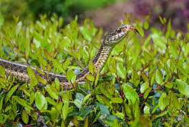 Adults reach 180 centimetres (71 in). Garter Snakes Coastal Interpretive Center