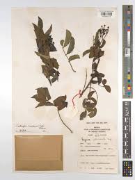 Image result for Zanthoxylum usambarense