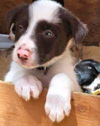 Good Breeder Shining Dd Kennels Welsh Corgi Puppies Pembroke Welsh Corgi Puppies Border Collie Puppies