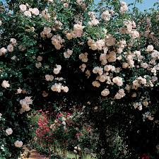 Nothing makes a garden look as festive or scent the air so perfectly as a blooming rose bush or a fence row covered with cascading shrub roses. New Dawn Climbing Rose Jackson Perkins