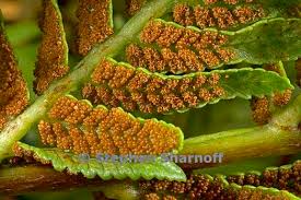 Image result for Todea