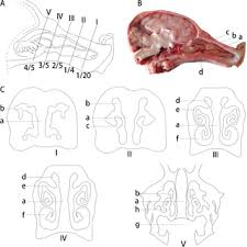 The superior one third serves an olfactory function, and the lower two thirds serve a respiratory function. Histological And Anatomical Structure Of The Nasal Cavity Of Bama Minipigs