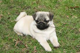 Pug Dog Breed Information