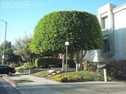 Indian laurels are also known as 'strangling figs' because they are often seen growing on other trees and seriously threaten their host's survival. Plantfiles Pictures Ficus Species Chinese Banyan Cuban Laurel Green Island Fig Indian Laurel Fig Tiger Bark Ficus Ficus Microcarpa By Palmbob
