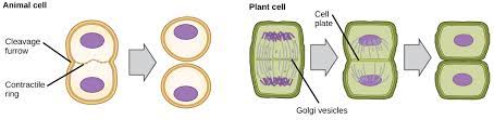 During cytokinesis in an animal cell, spindles degenerate. Cytokinesis Biology For Majors I