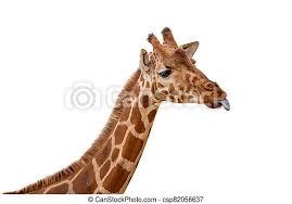Premium stock photo of giraffe head sticking tongue out. Funny Giraffe Sticking Out Tongue Closeup One Funny Giraffe With Reticulated Spots Faces Right And Sticks Out His Tongue In Canstock