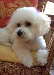 Adopt Maggie On Petfinder Bichon Frise Puppy Bichon Dog Poodle Dog