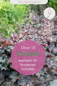 Halbschattig bis schattig… er kommt allerdings auch auf trockenen schattenplätzen zurecht. 12 Stauden Fur Trockene Platze Im Schatten In 2020 Stauden Garten Pflanzen