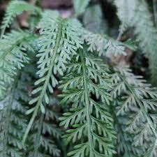 Image result for Asplenium emarginatum