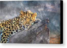 leopard canvas print featuring the mixed media leopard day off by marvin blaine animals wild animal wallpaper animal wallpaper