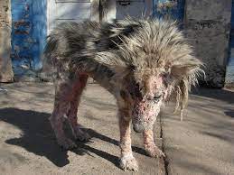 Bệnh ghẻ ở chó: Tìm hiểu và cách điều trị | Farmvina Sinh Vật Cảnh