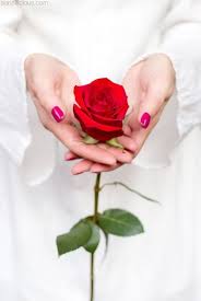 Download and use 100,000+ beautiful flowers stock photos for free. Red Rose Flower Dp