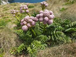Image result for Apiaceae