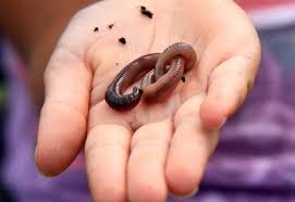 How long do worms live? What Happens To Worms In Winter Planet Natural