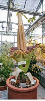 Dartmouth S Rare Corpse Flower Morphy Is Getting Ready To Bloom Again The Dartmouth Biomedical Libraries