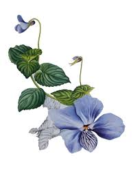 Image result for Viola abyssinica