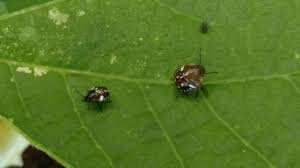 These spots eventually turn to small red bumps and fade after. What Are These Brown Ladybug Like Bugs With Yellow And White Spots On The Back Side Gardening Landscaping Stack Exchange