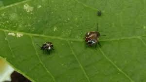 Cool insects bugs and insects beautiful bugs amazing nature beautiful creatures animals beautiful mantis religiosa cool bugs all gods creatures What Are These Brown Ladybug Like Bugs With Yellow And White Spots On The Back Side Gardening Landscaping Stack Exchange