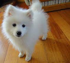 Yuki The Japanese Spitz Japanese Spitz Dog Spitz Dogs Japanese Spitz