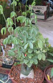 Image result for Adenia rumicifolia