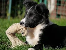 Find border collie puppies and breeders in your area and helpful border collie information. Best Food For Border Collie Puppy 2020