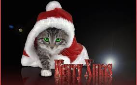 Christmas funny images of cats at christmas, cat humor pics, things that make a smile. Christmas Kittens Wallpapers Top Free Christmas Kittens Backgrounds Wallpaperaccess