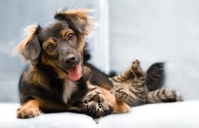 We did not find results for: Pet Friendly Condos And Apartments In Central Bangkok Fresh Property Bangkok S Property Agent