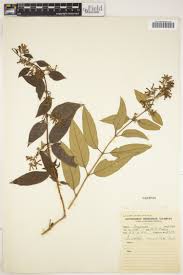 Image result for Aptosimum albomarginatum