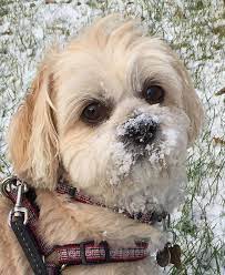 Pin By Margareth Terencianni On Animals Lhasa Apso Dog Love Dogs