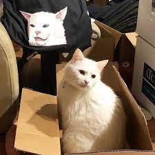 Get To Know The Table Cat Behind The Hilarious Sasa Lele Meme And Many More Lifestyle Rojak Daily