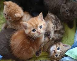 Mimpi kucing ternyata banyak artinya, baik menandakan hal yang positif maupun negatif. Apa Impian Anak Kucing Kelabu Dalam Mimpi Mengapa Anak Kucing Bermimpi Buku Impian