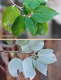 Image result for Pouzolzia mixta