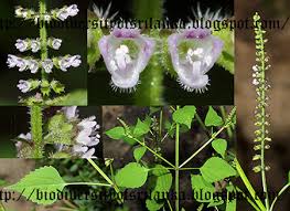 Image result for Basilicum polystachyon