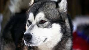 The price of a siberian husky will depend on the age, the breeder, color. Alaskan Husky Price Temperament Life Span