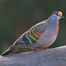 Birds That Sing In The Morning Australia Common Bronzewing Colorful Birds Pet Birds Beautiful Birds