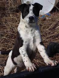 Whenever you cross two different breeds it's impossible to border collie pitbull mix temperament. Border Collie Pit Mix For Sale Off 70 Www Usushimd Com