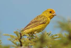 El Jilguero Aves Argentinas Fotografia Animal Pajaros