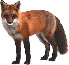 Fox Mammal Wildlife Nature Animal Wild Fur Mammals Fox Pictures Animals