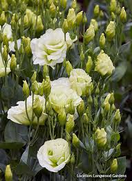 Image result for eustoma lisianthus in garden