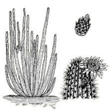 The totem pole cactus gets its name from its tall stature, growing to be ten to twelve feet high. Cactaceae Cactus Family