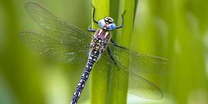 Insect Exploration (Adults & Ages 8+)