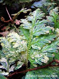 Image result for Selaginella versicolor
