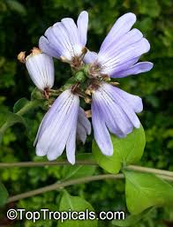 Image result for Sclerochiton hirsutus